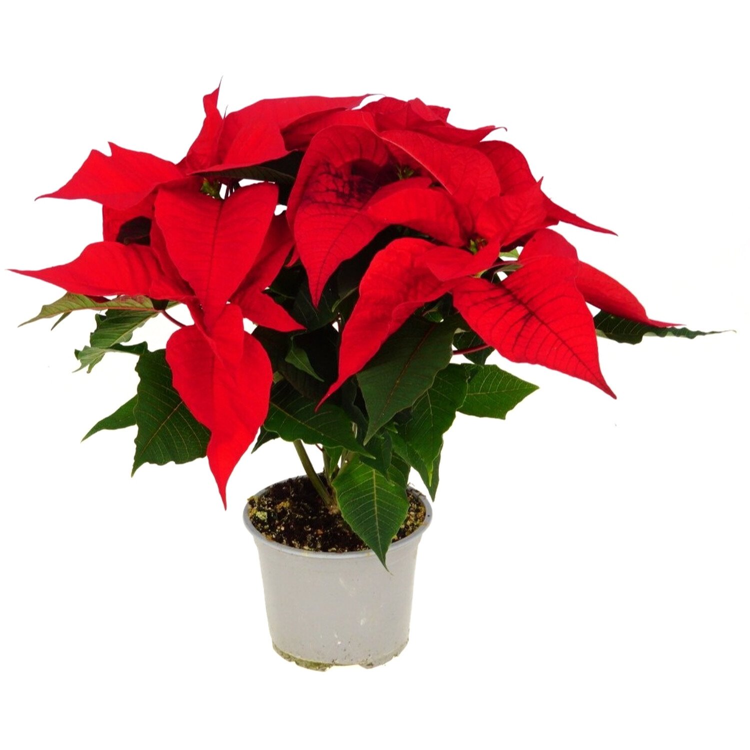 Christmas Feeling Poinsettia Plant Red Image