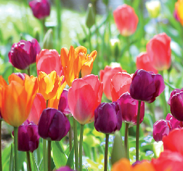 Spring Flowering Bulbs