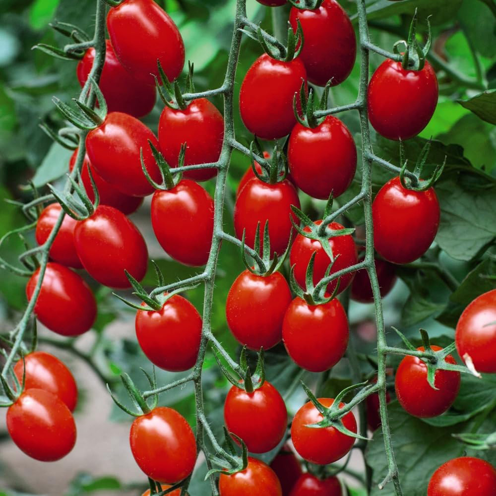 Thompson and Morgan Nurserymans Choice Grafted Tomato Plant Pot 9cm 3 Pack Image 2