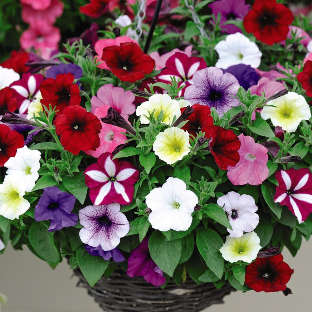 Thompson and Morgan Garden Ready Basket Collection Garden Ready Plant 120 Pack Image 5