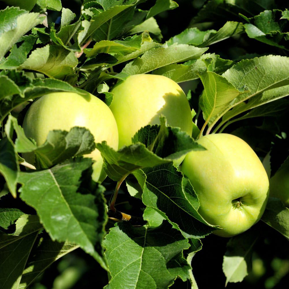 Thompson and Morgan Apple Malus Golden Delicious Plant Pot 5L Image 7