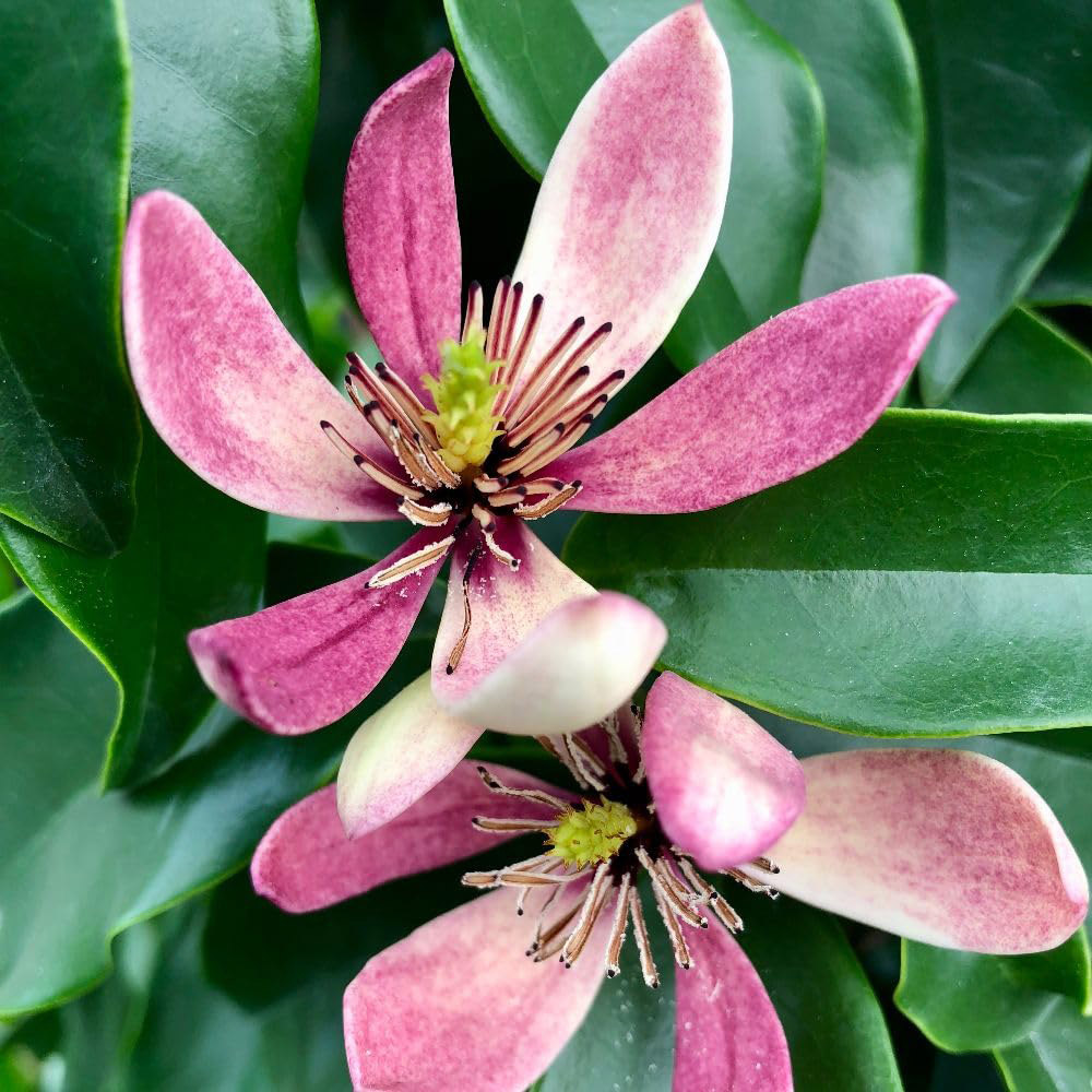 Thompson and Morgan Magnolia Hybrid Stellar Ruby Plant in Pot 9cm Image 2