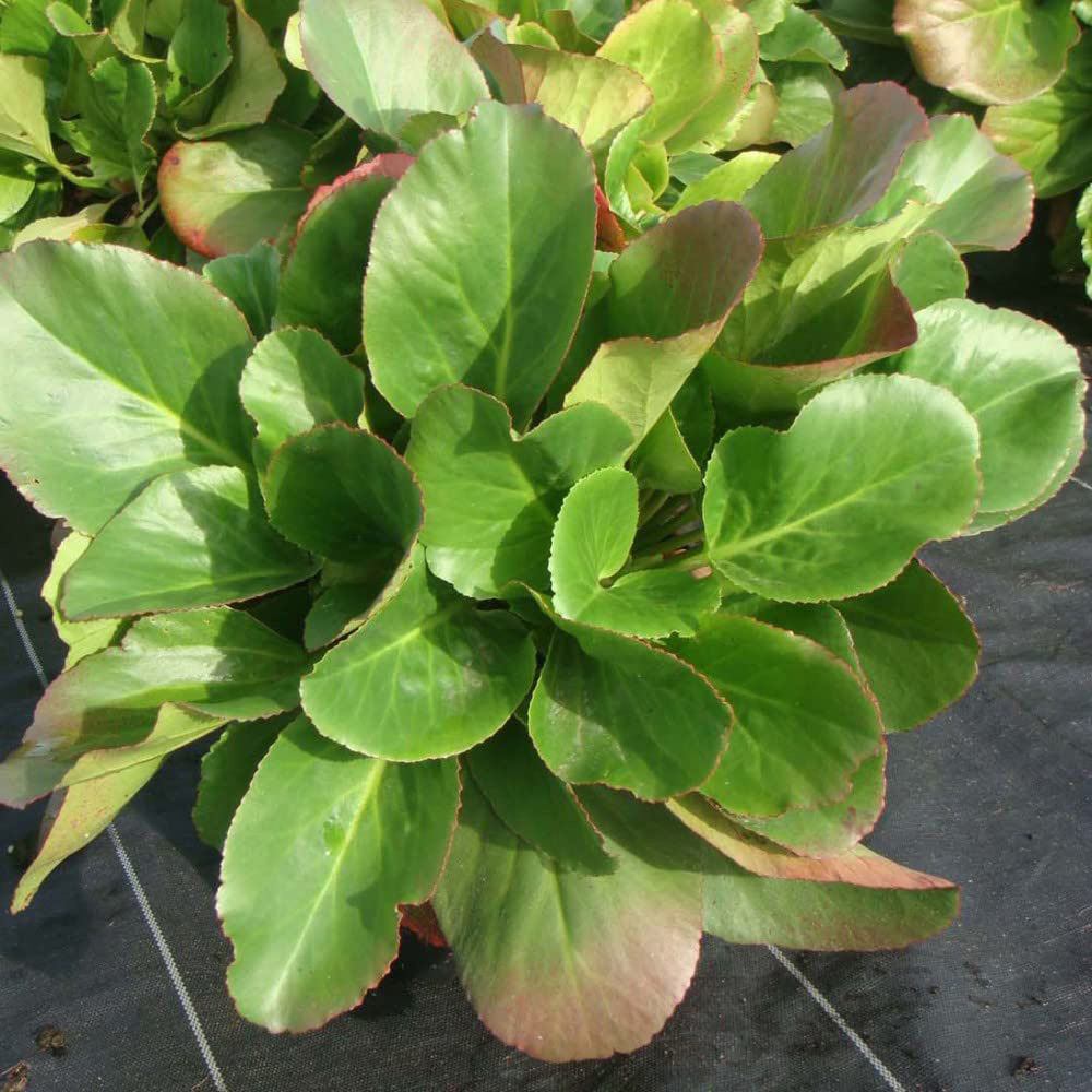 Thompson and Morgan Bergenia Cordifolia Potted Plant 1L Image 3