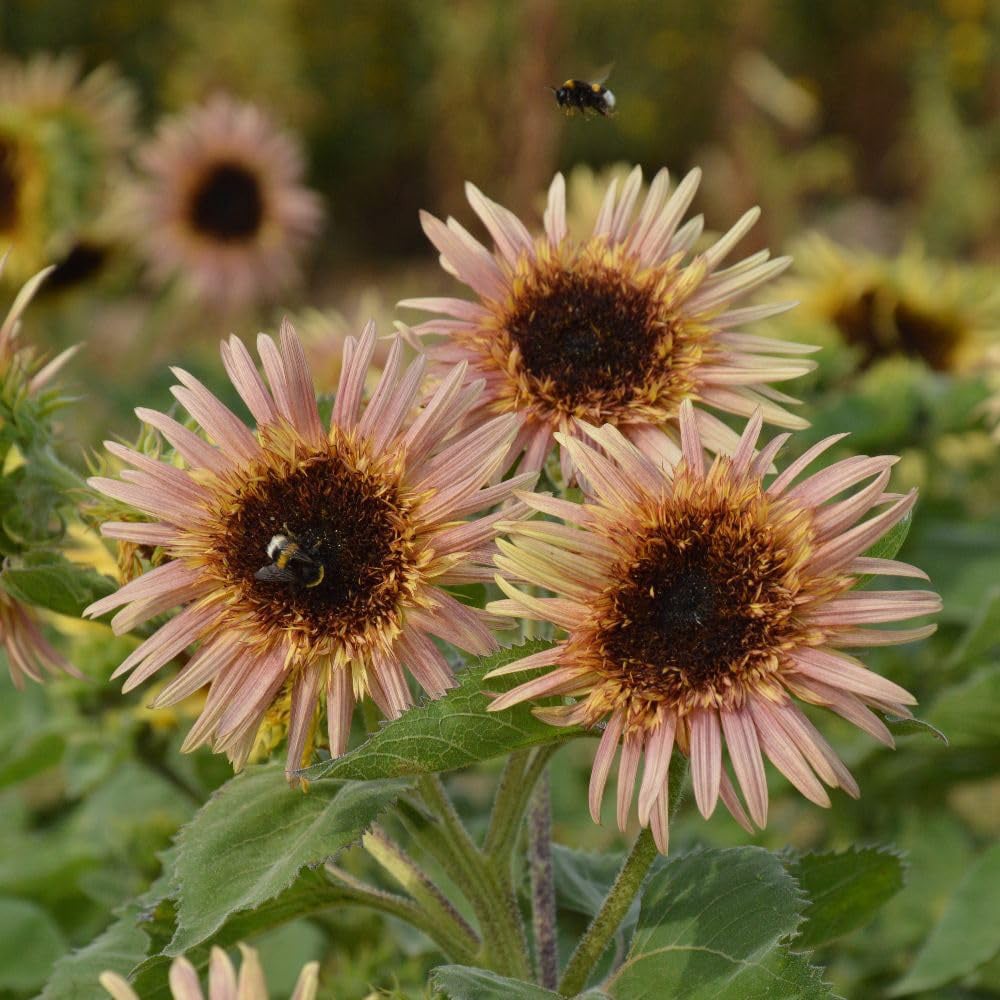 Thompson and Morgan Sunflower Helianthus Annuus Astra Rose Seed Packet Image 2