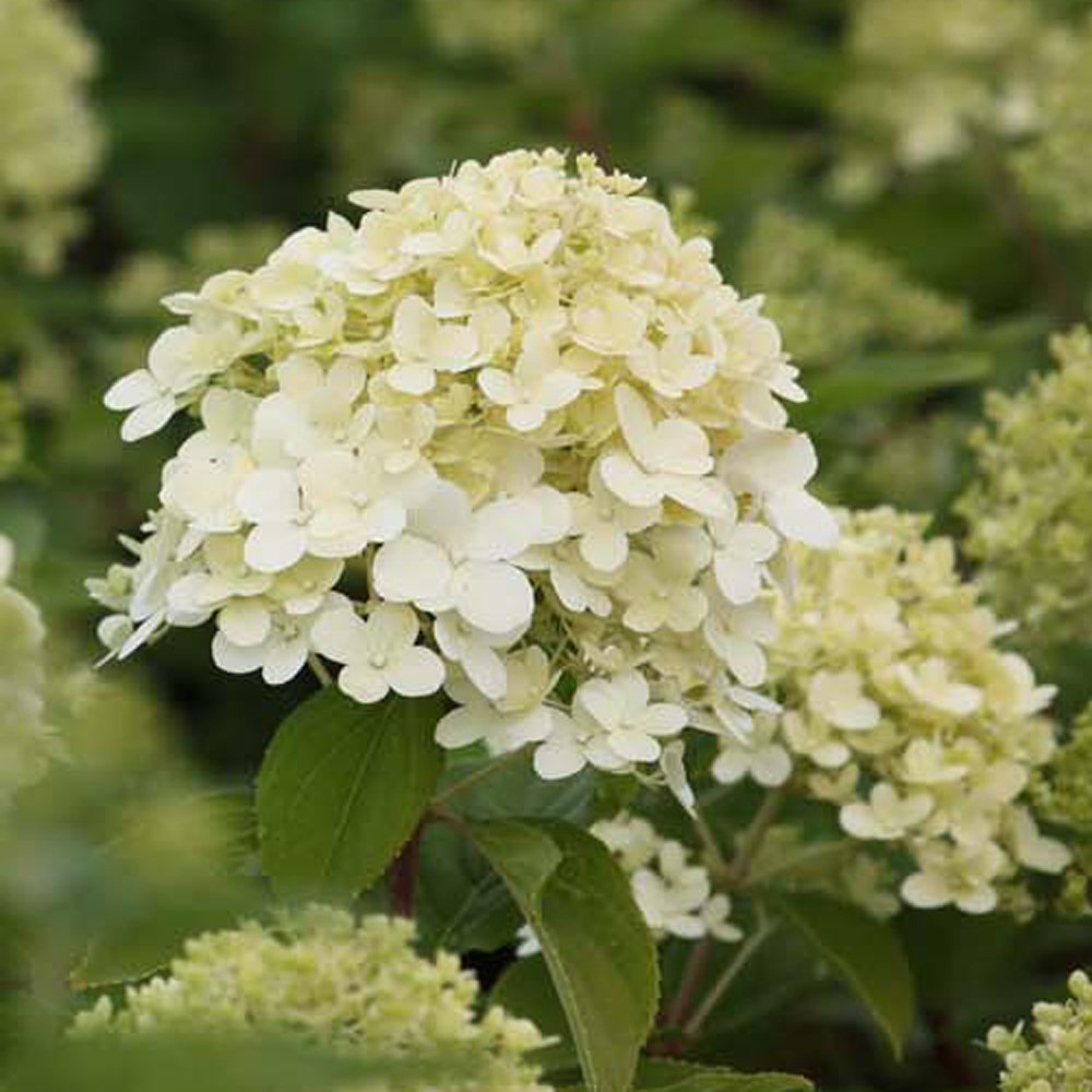 Thompson and Morgan Hydrangea Paniculata Limelight Plant Pot 3.6L 3 Pack Image 4