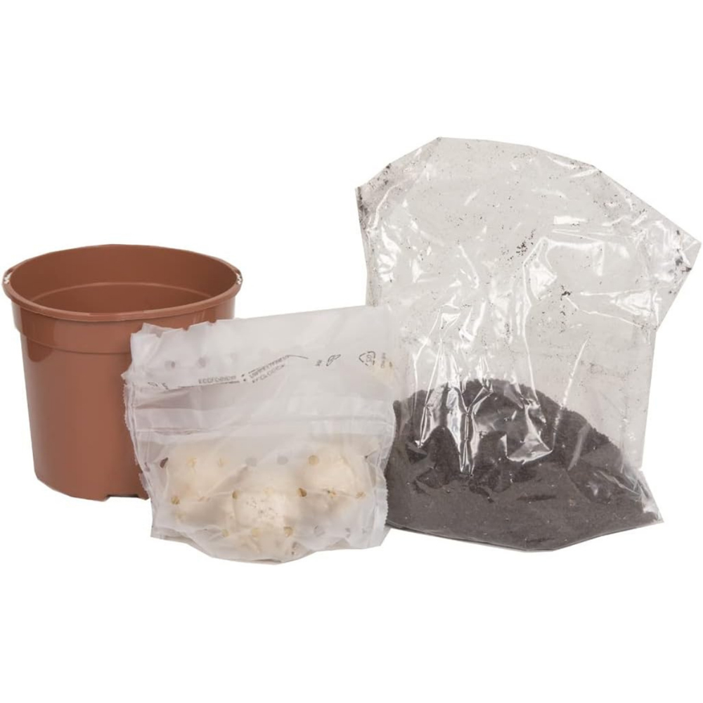 GreenBrokers White Hyacinth Carnegie Planting Bulb Gift Box 3 Pack Image 3