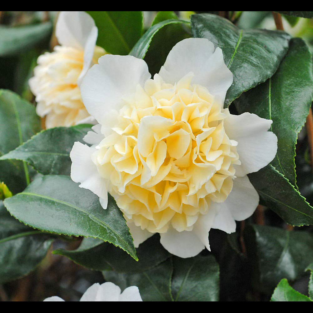 Thompson and Morgan Camellia Jap Brushfield Yellow Plant Pot 9cm Image 2