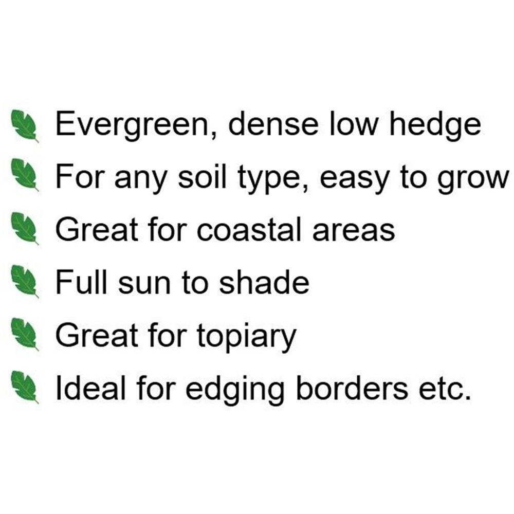Inspirational Gifting Box Evergreen Bare Root Hedge Plant Sapling 20-30cm 5 Pack Image 6