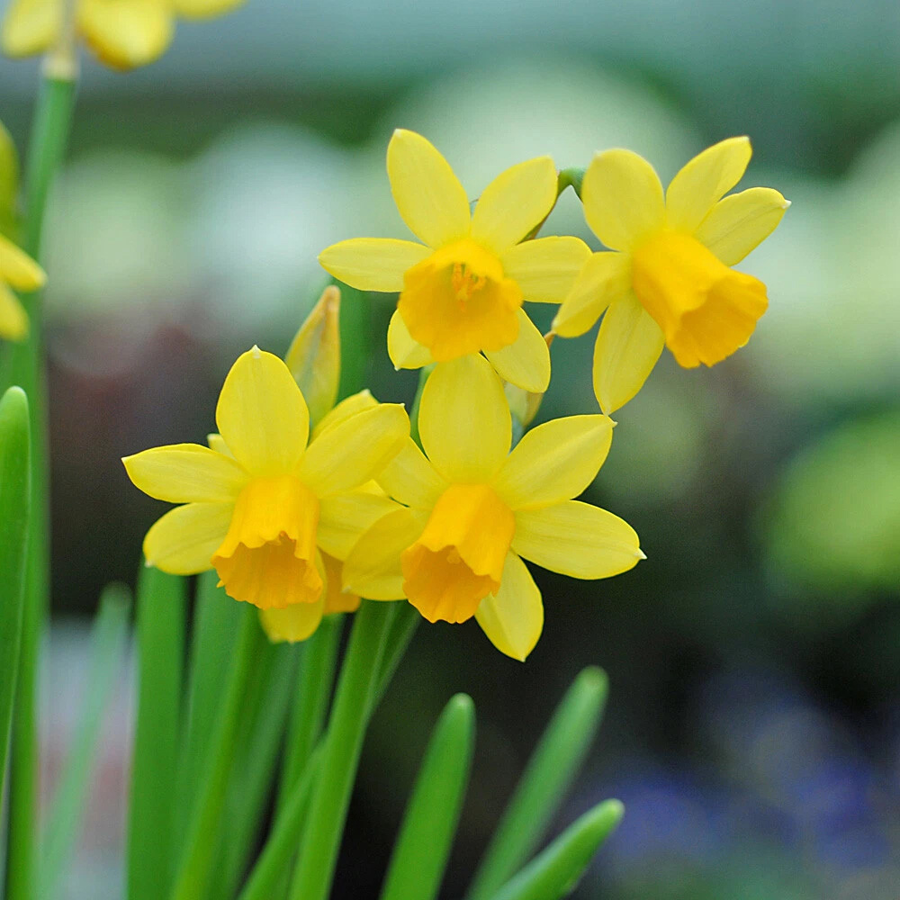 Thompson and Morgan Daffodil Tete-a-Tete Autumn Planting Bulb 80 Pack Image 5