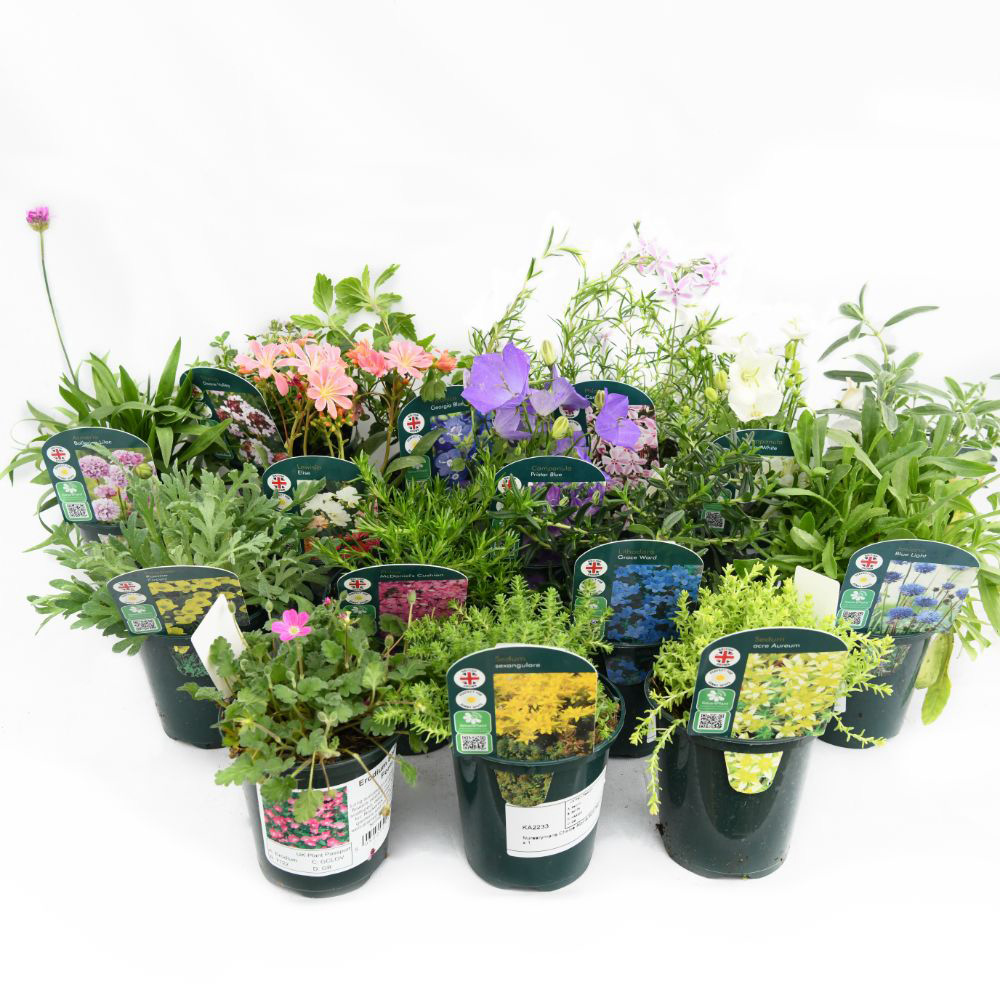Thompson & Morgan Nurserymans Choice Alpine Mix Jumbo Plant Plug 10 Pack Image 9