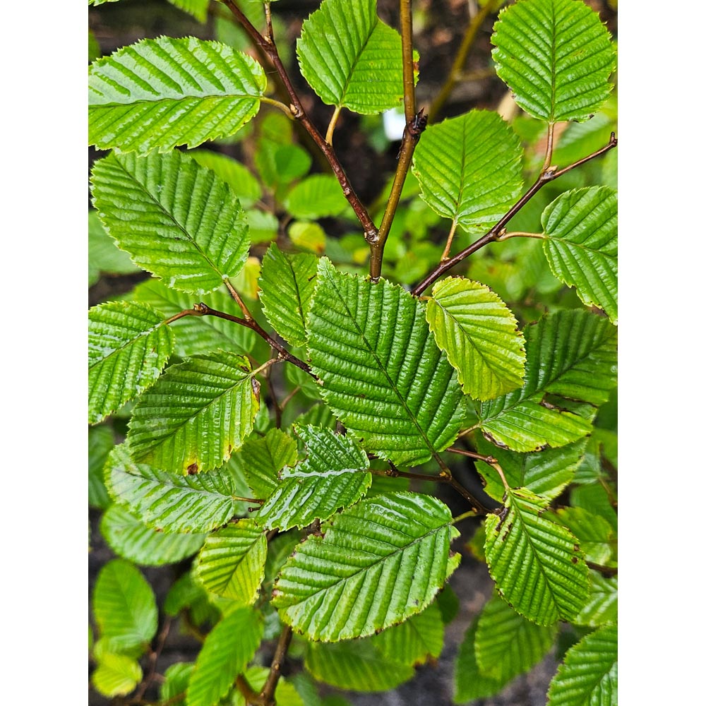 Inspirational Gifting Hornbeam Semi-Evergreen Bare Root Hedge Plant Sapling 30-60cm 20 Pack Image 6