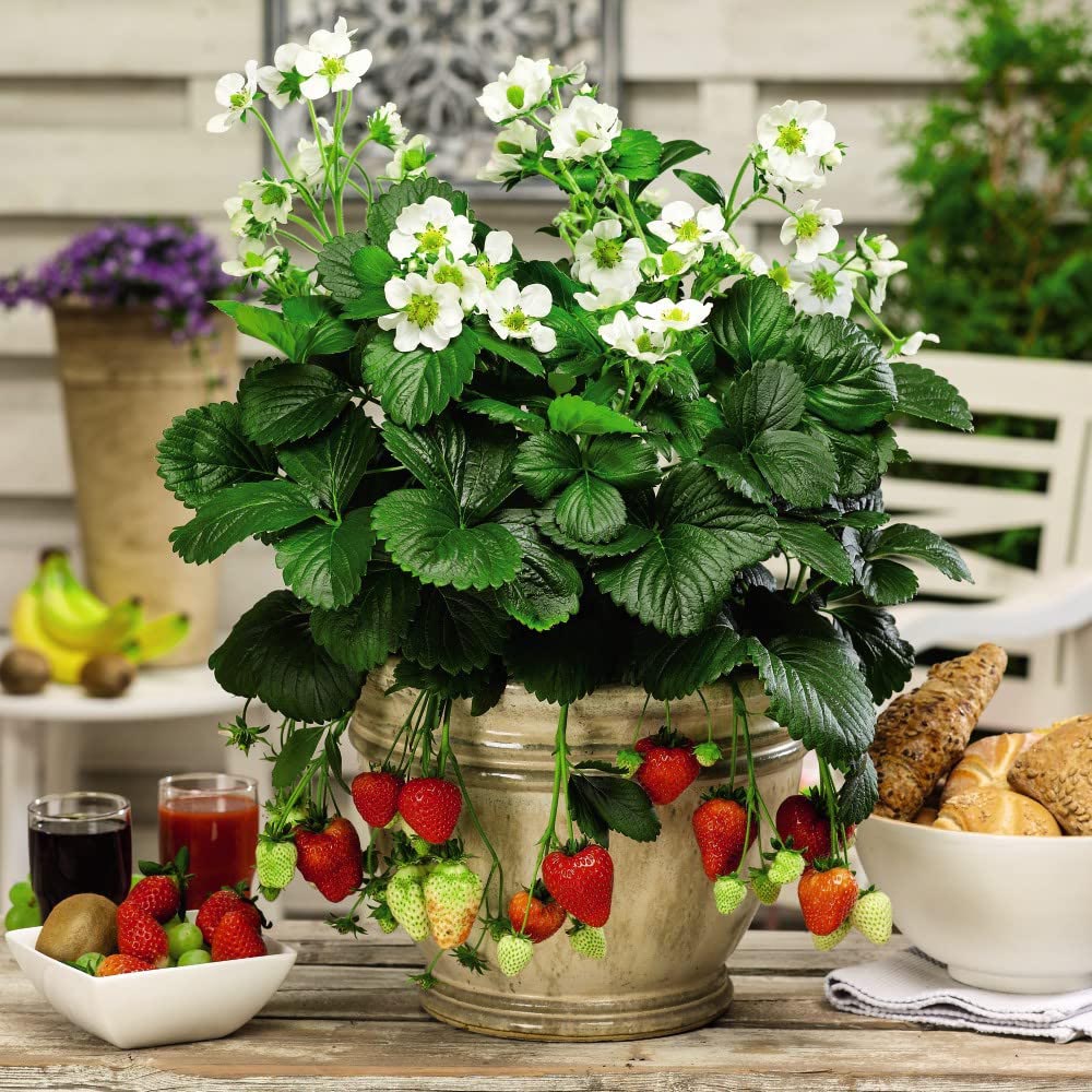 Thompson and Morgan Strawberry Fragaria Montana Plant in Pot 9cm Image 2