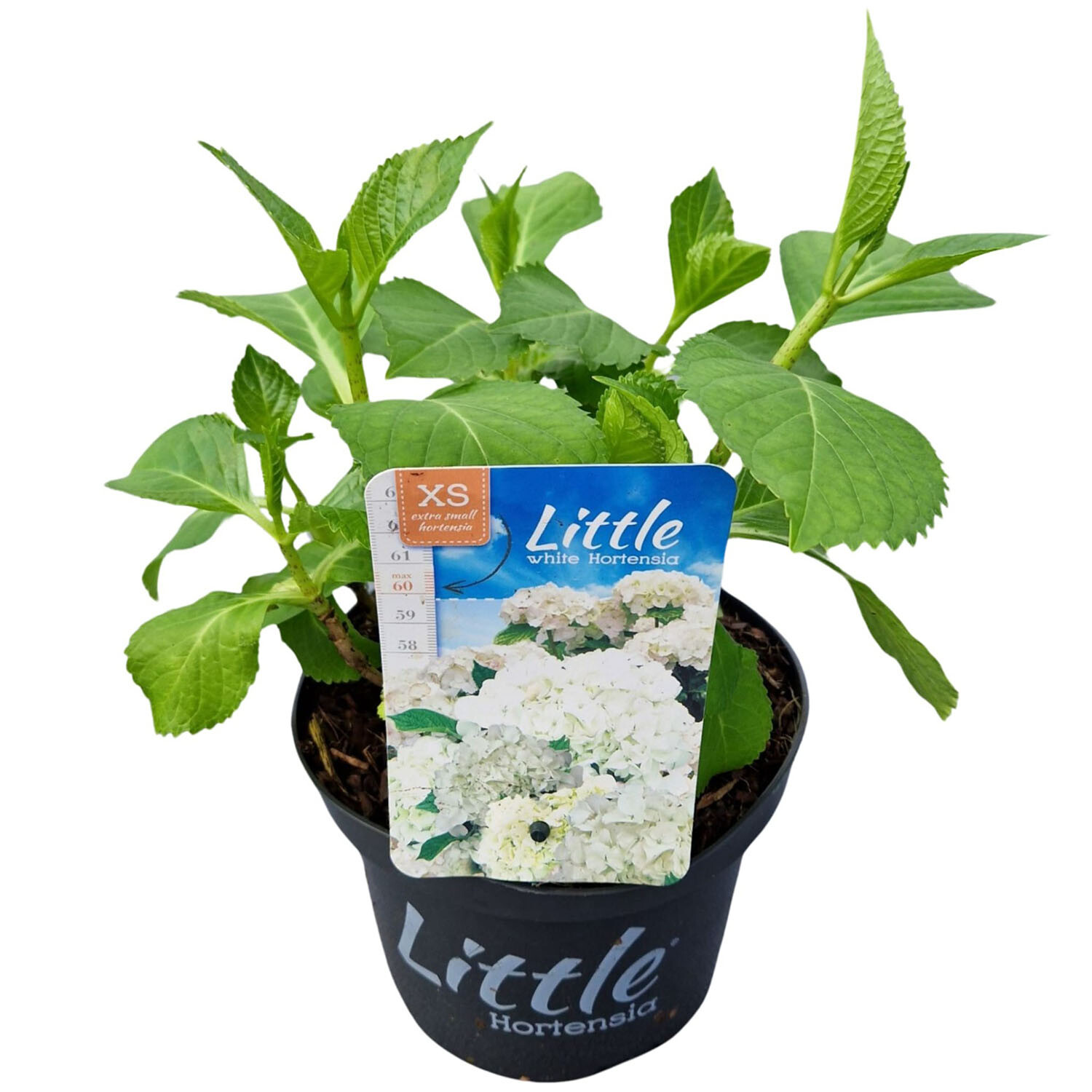 Hydrangea Macrophylla Little White 17cm - White Image