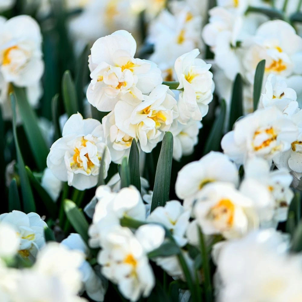 Thompson and Morgan Daffodil Bridal Crown Creamy White and Yellow Planting Bulb 32 Pack Image 9