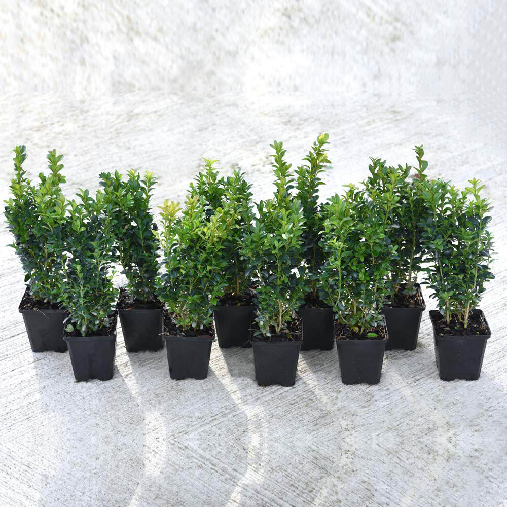 Thompson and Morgan Buxus Sempervirens Plant Pot 9cm 20 Pack Image 2
