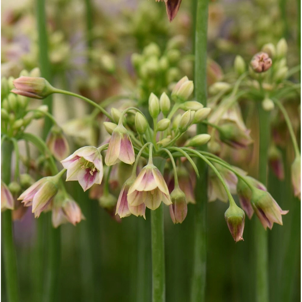 Thompson and Morgan Nectaroscordum Siculum Autumn Planting Bulb 40 Pack Image 7