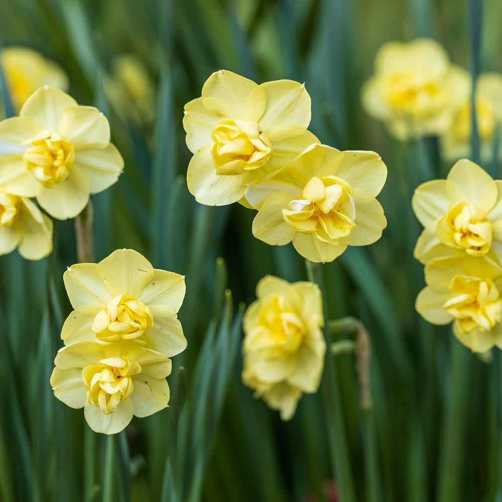 YouGarden Narcissus Yellow Cheerfulness Planting Bulb 15 Pack Image 2