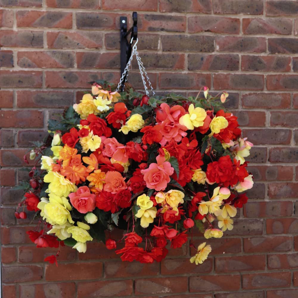 Thompson and Morgan Begonia Illumination Mix Preplanted Hanging Basket 25cm 2 Pack Image 2