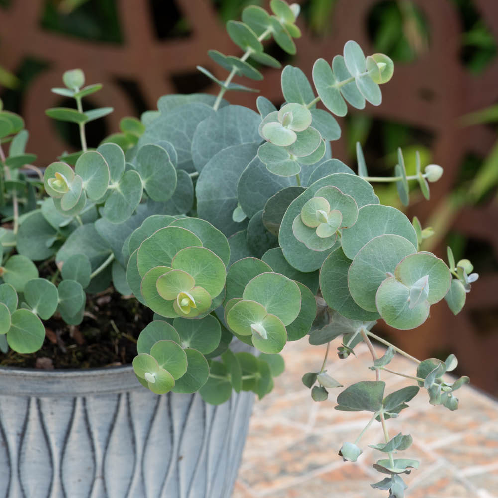 YouGarden Eucalyptus Collection Plant Pot 9cm 3 Pack Image 2