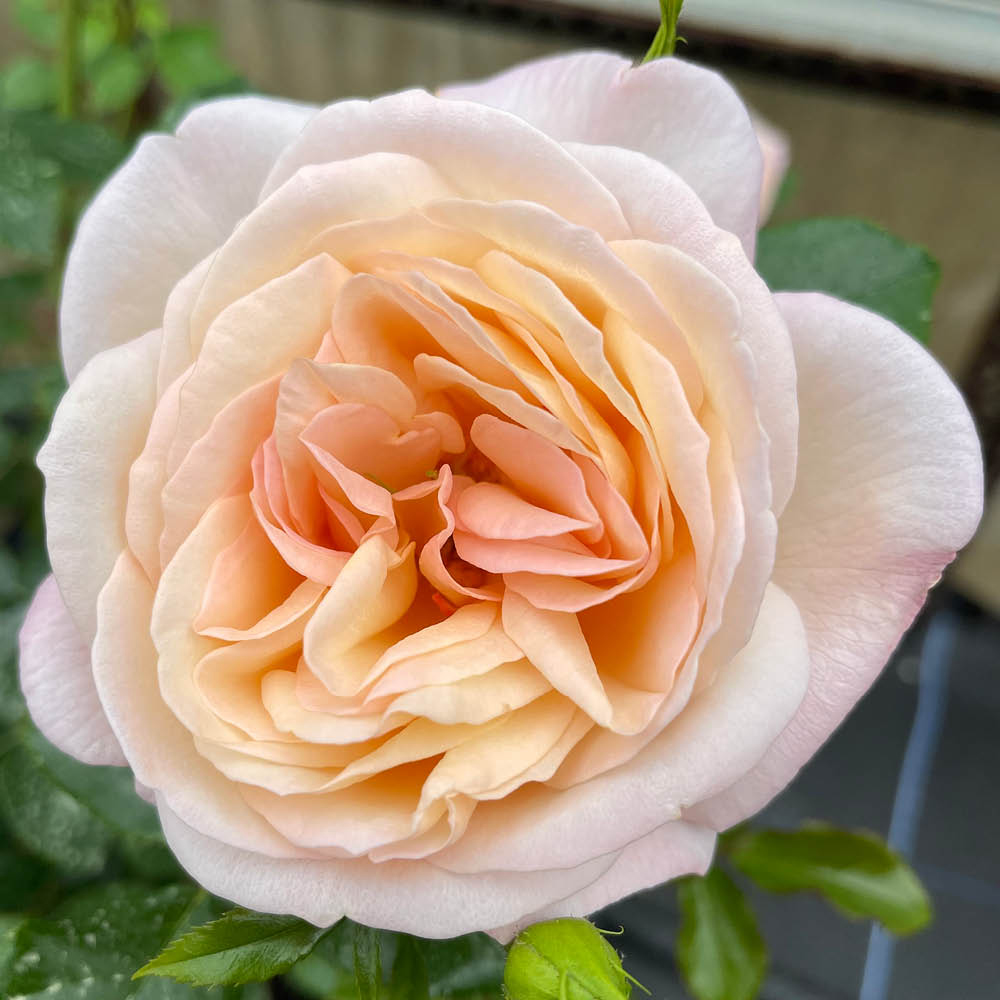 YouGarden Rose Susie Plant in Pot 4.5L Image 2