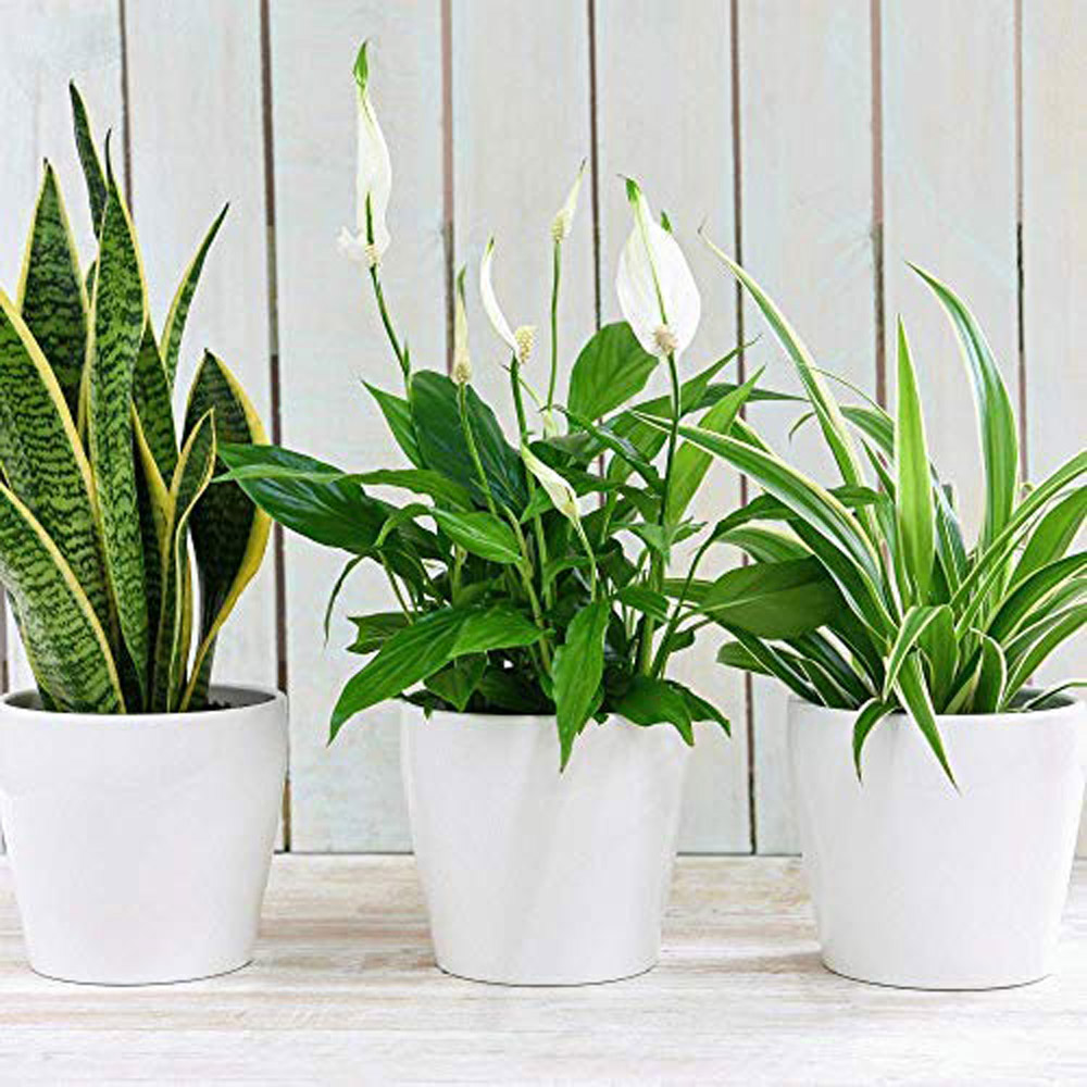 Thompson and Morgan Air Purifying Potted Plant 12cm 3 Pack Image 2