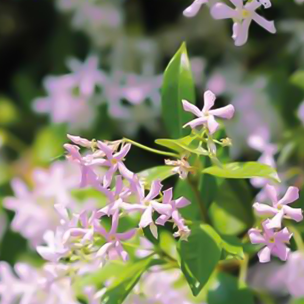 Thompson and Morgan Scented Plant Trio Collection Plant Pot 9cm 3 Pack Image 2