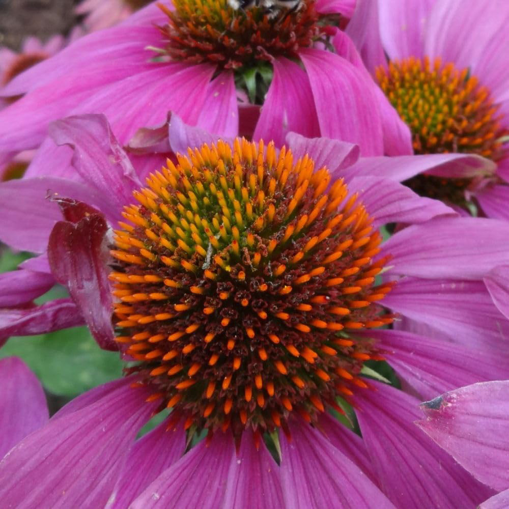Thompson and Morgan Echinacea Purpurea Potted Plant 1L Image 3