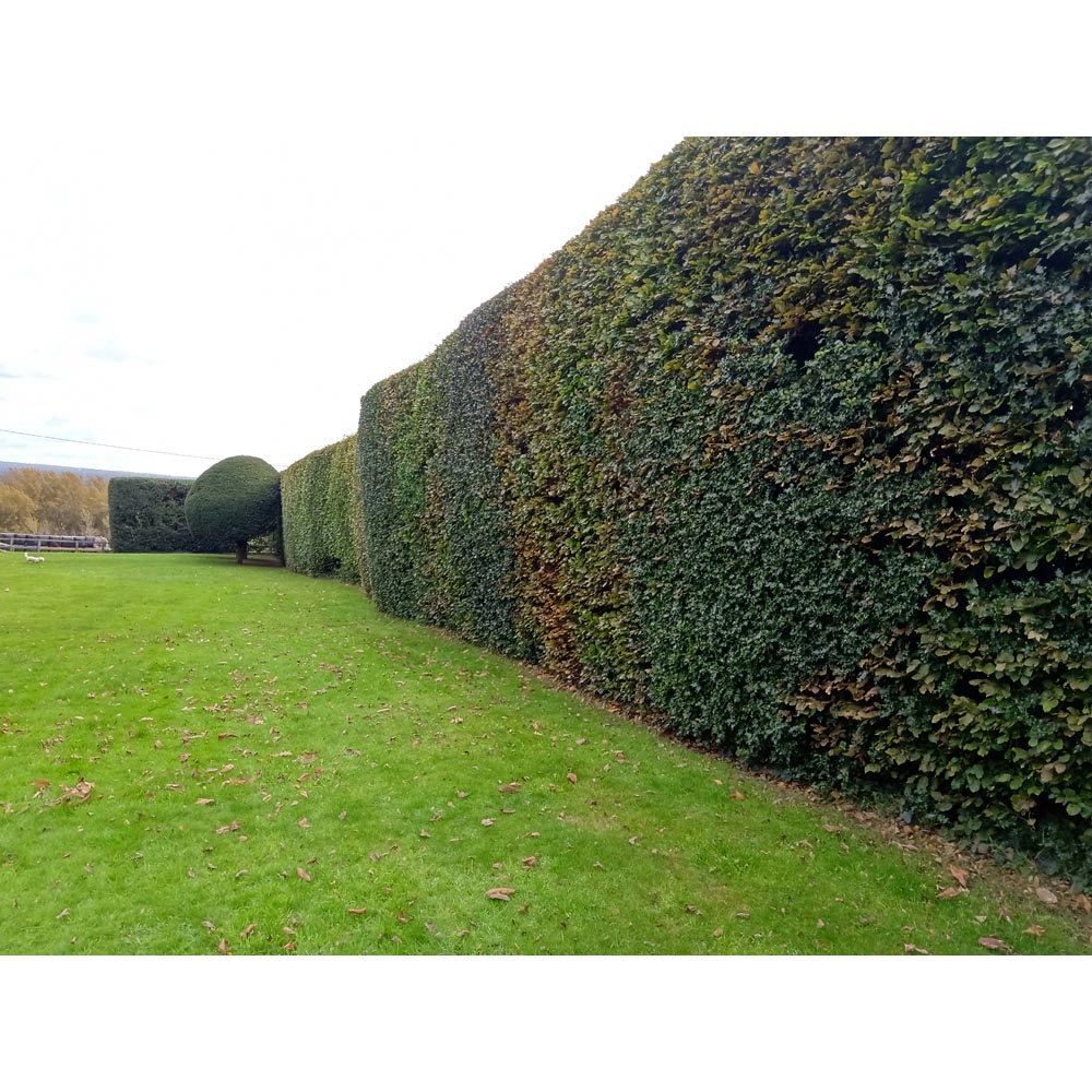 Inspirational Gifting Yew Evergreen Bare Root Hedge Plant Sapling 30-40cm 10 Pack Image 4