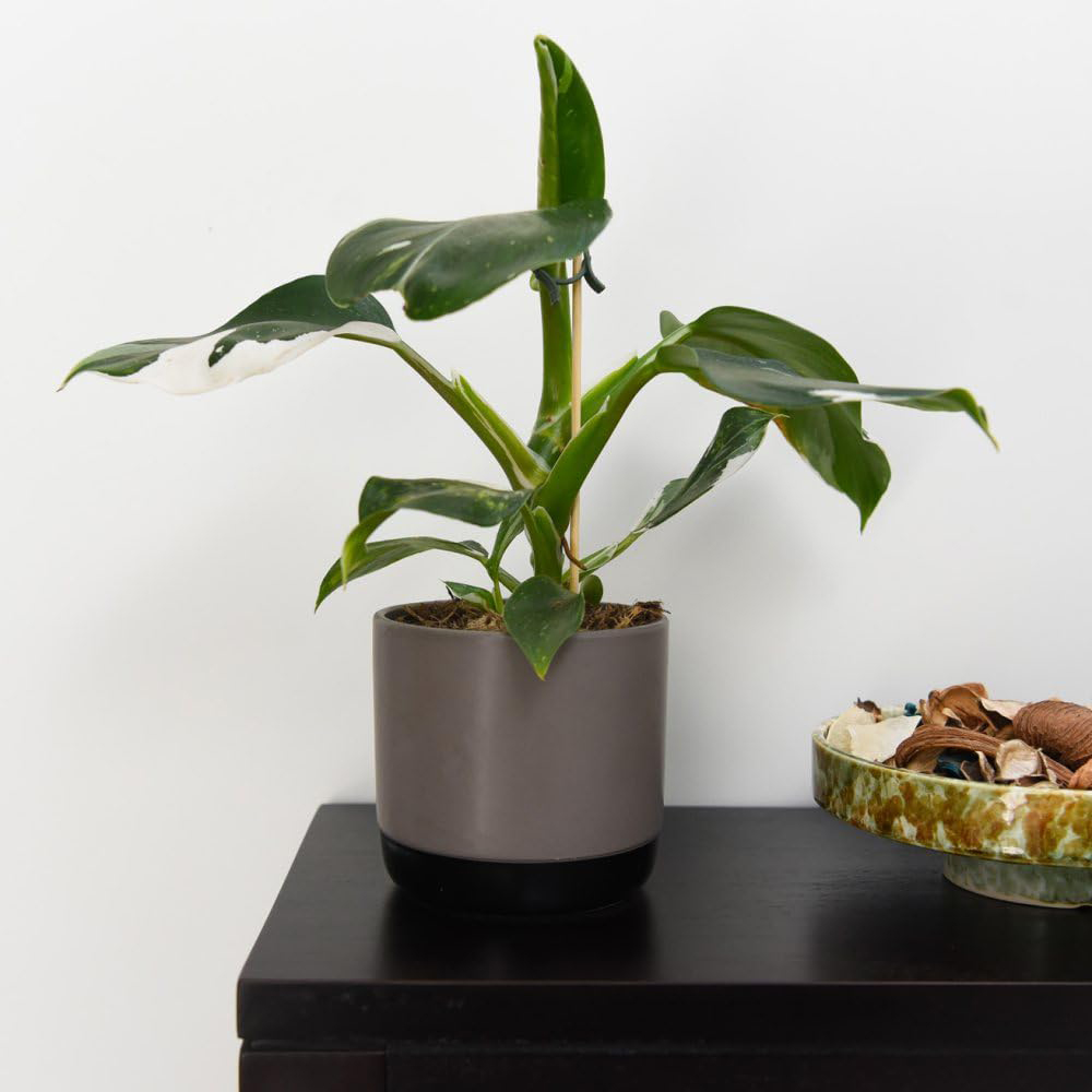 Thompson and Morgan Philodendron Erubescens White Knight Plant Pot 11cm Image 4