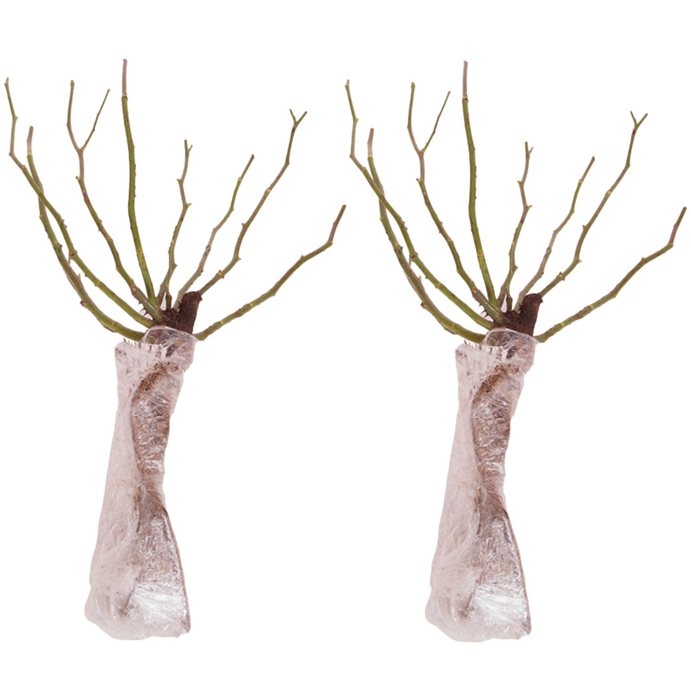 YouGarden Climbing Rose 'New Dawn' Bare Root 2 Pack Image 2