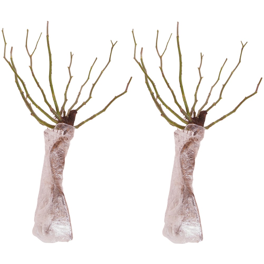 YouGarden Rhapsody in Blue Bare Root Rose 2 Pack Image 2