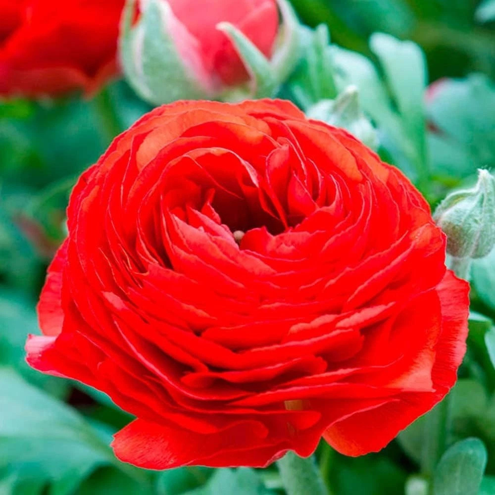Thompson and Morgan Ranunculus Red Autumn Planting Bulb 32 Pack Image 4