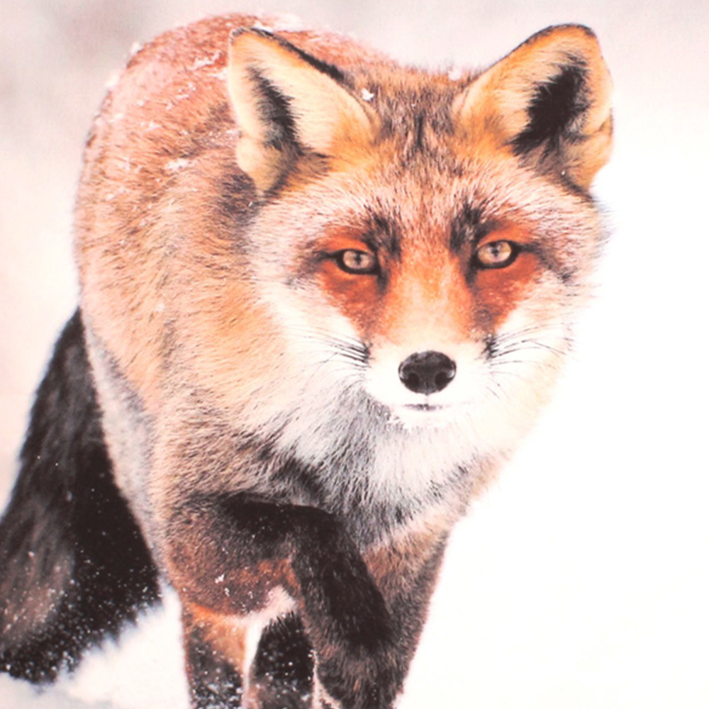 Velosso Fox Cushion Filled Cushion 43 x 43cm 2 Pack Image 2