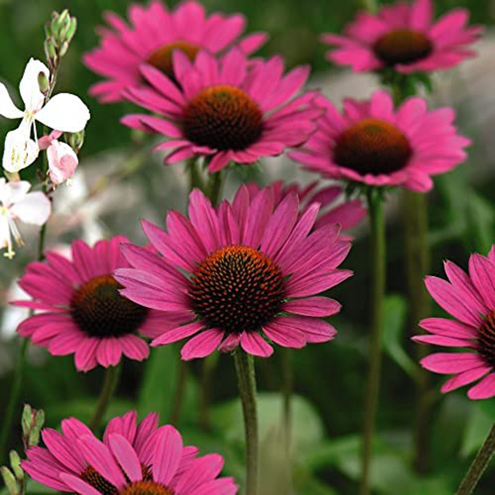 Thompson and Morgan Nurserymans Choice Perennial Cottage Garden Plant Pot 9cm Image 6