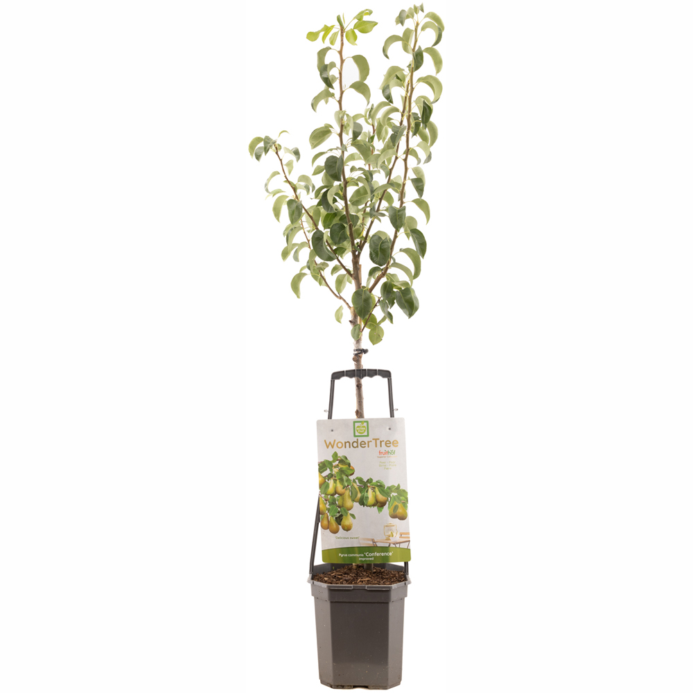 Thompson and Morgan Pear Conference Low Stem Plant Pot 24cm Image 2