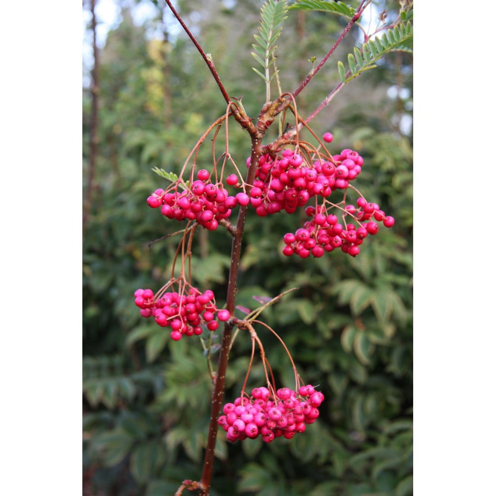 Frank P Matthews Trees Sorbus Pseudovilmorinii Maiden Tree Image 2