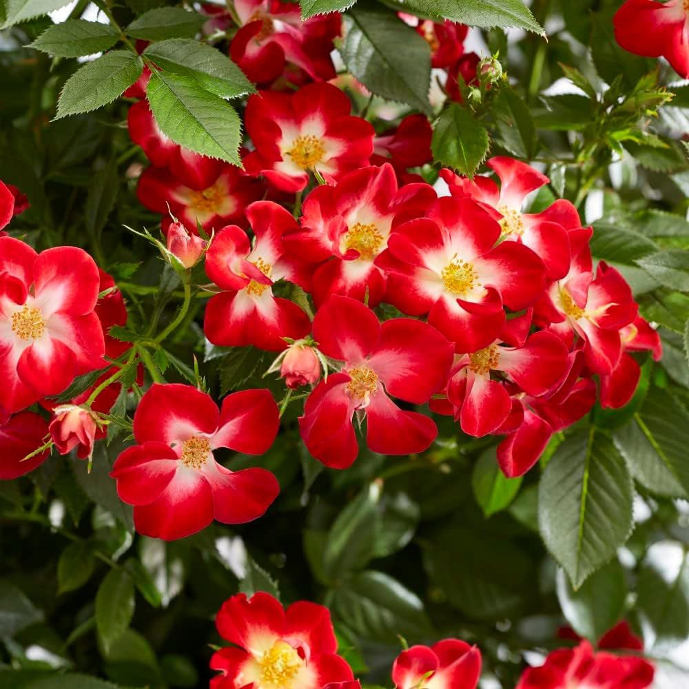 Thompson and Morgan Rose Everglow Ruby Plant Pot 3L 3 Pack Image 4