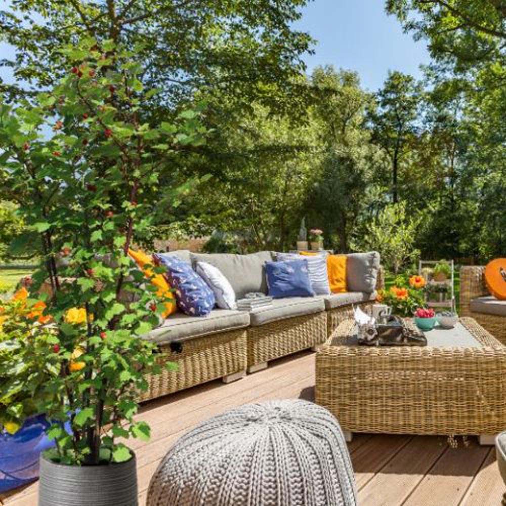 Thompson and Morgan Rubus Raspberry Tree Hararasp Plant Pot 5L 2 Pack Image 7