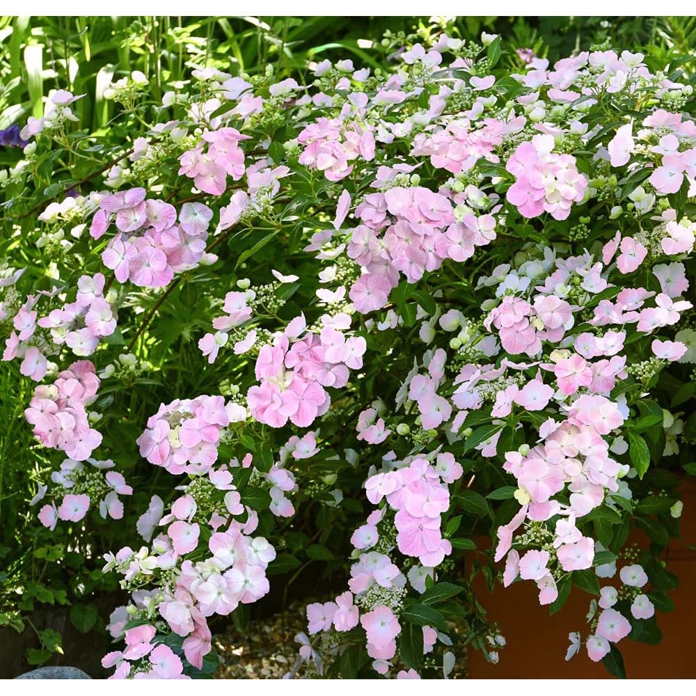 Thompson and Morgan Hydrangea French Bolero Plant Pot 13cm Image 5