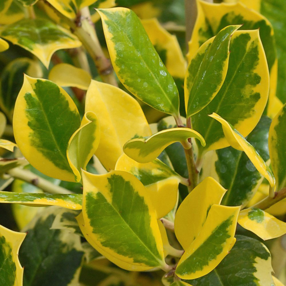 Thompson and Morgan Ilex Holly Golden King Standard Plant Pot 17cm Image 2