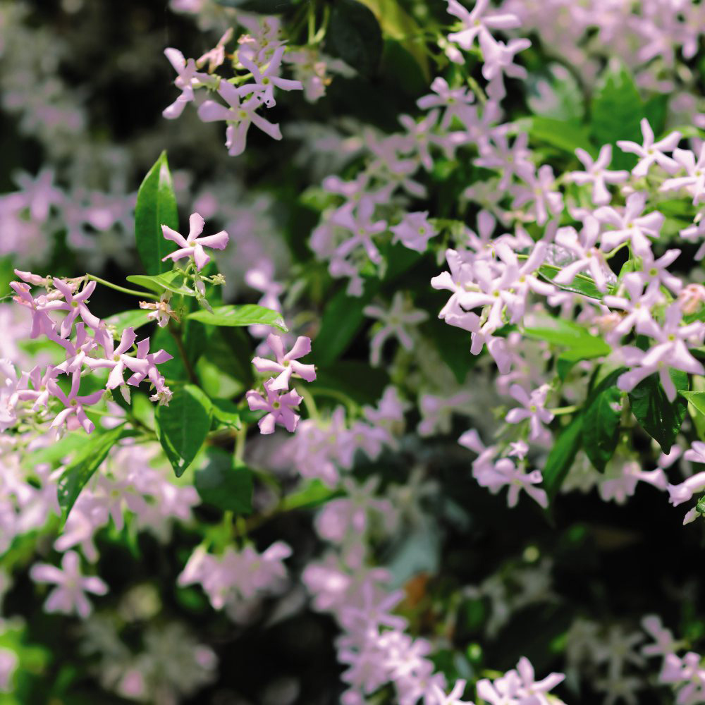 Thompson and Morgan Trachelospermum Asiaticum Pink Shower Plant Pot 9cm Image 3