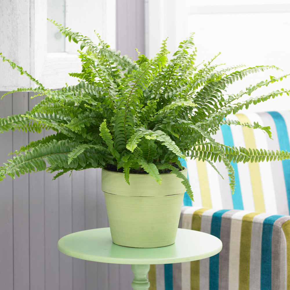YouGarden Nephrolepis Sonata Boston Fern Image 1