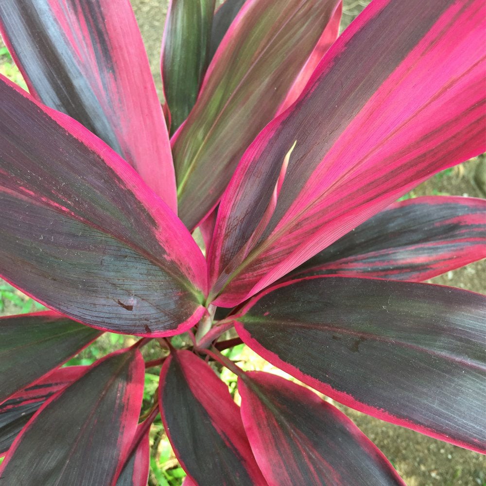 Thompson & Morgan Cordyline Tango Potted Plant 12cm Image 3