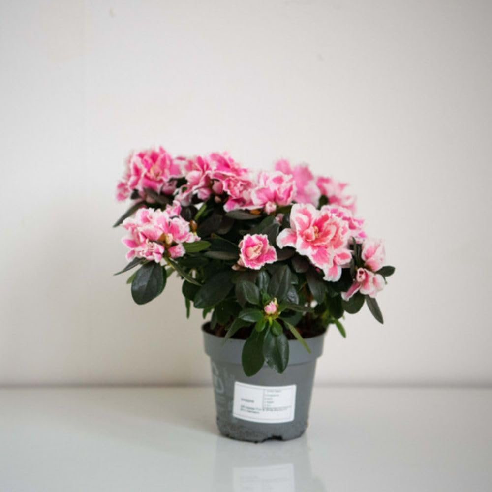 Thompson and Morgan Christmas Gift Pink and White Azalea Plant Pot 12cm 2 Pack Image 3