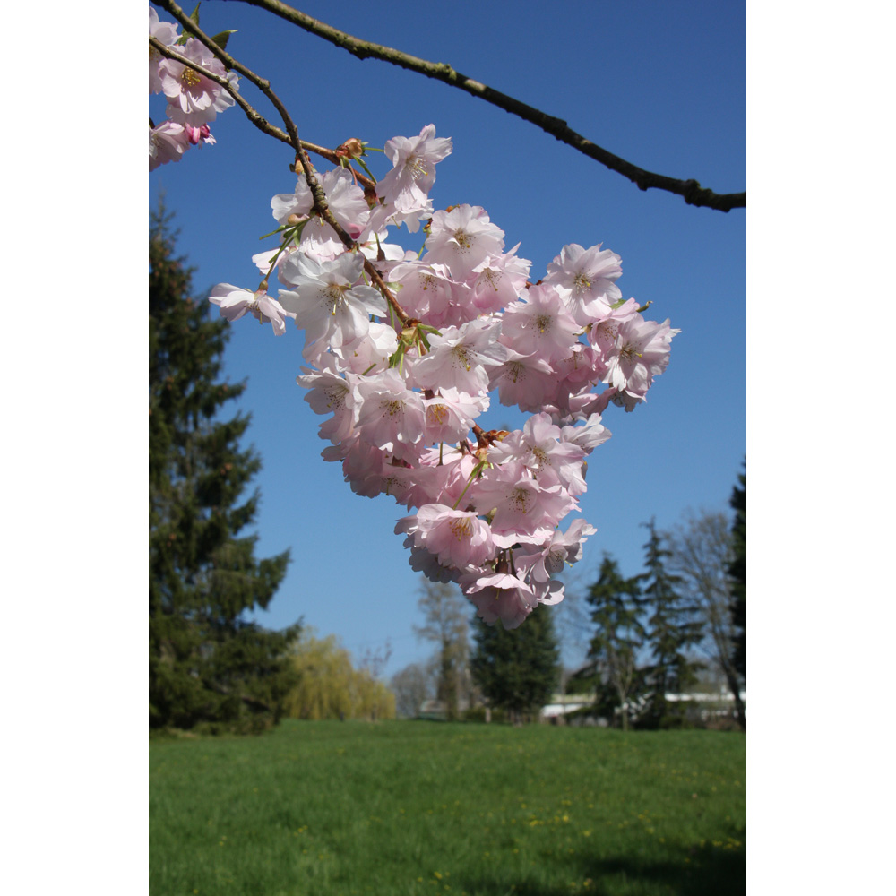 Frank P Matthews Trees Prunus Accolade Maiden Tree Image 2