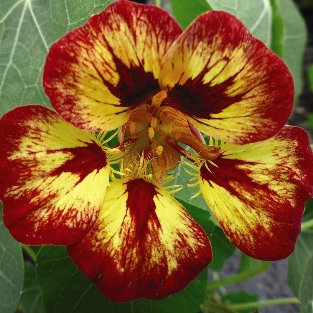 Thompson & Morgan Tropaeolum Majus Orchid Flame 20 Seeds Packet Image 2
