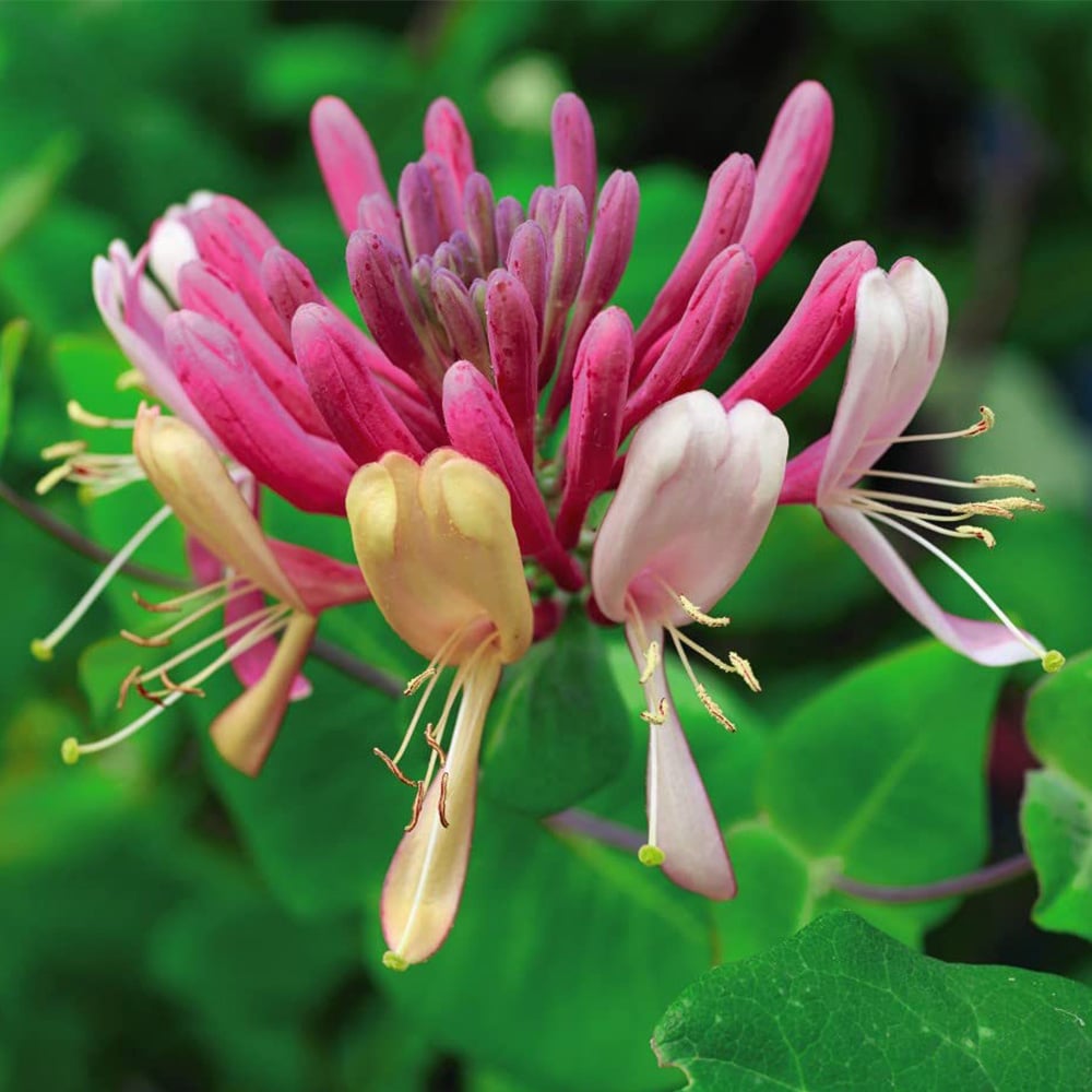 Thompson and Morgan Lonicera Periclymenum Serotina Plant Pot 1.7L Image 1