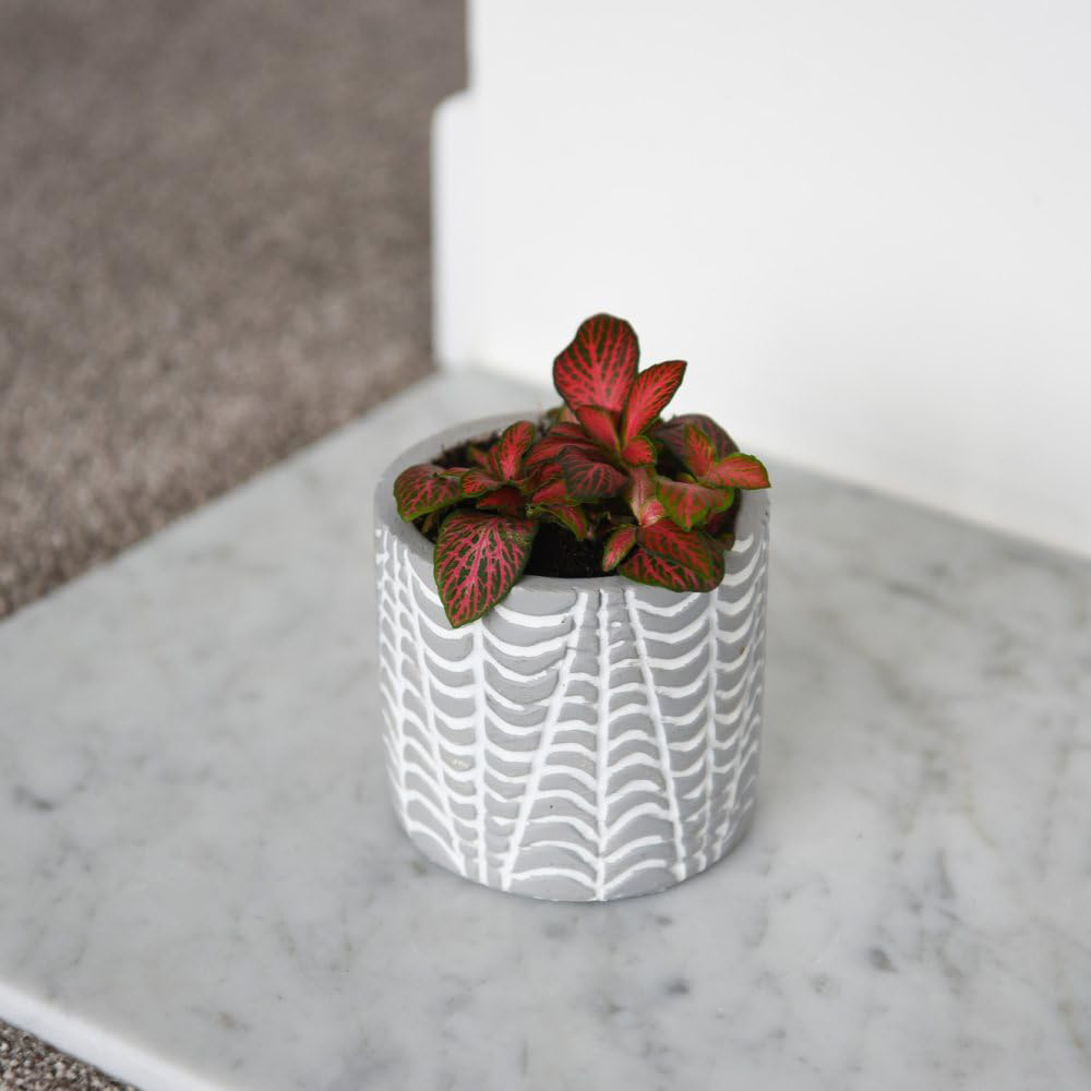 Thompson and Morgan Fittonia Mosaic Red Tiger Plant Pot 8.5cm Image 2