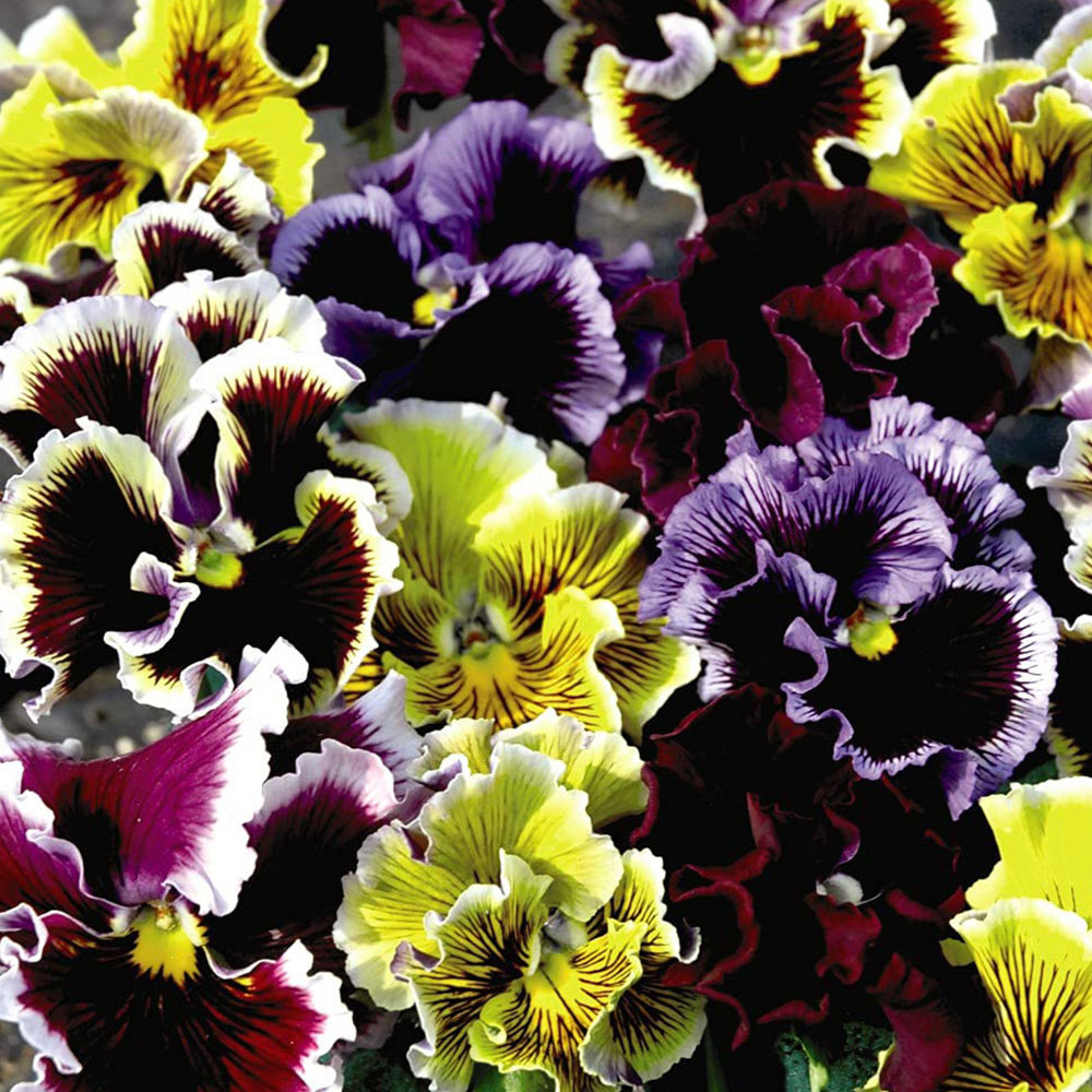 Thompson and Morgan Pansy Frizzle Sizzle Mixed Garden Ready Plant 30 Pack Image 7