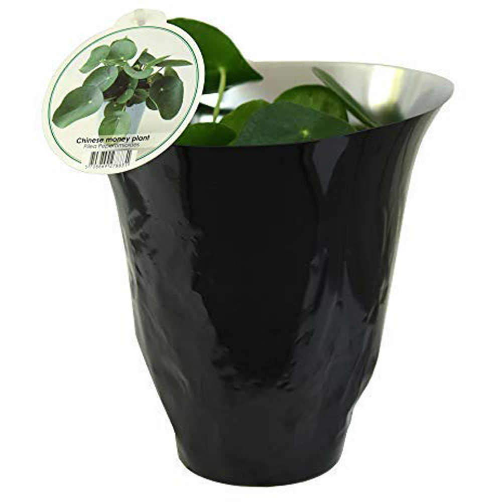 Thompson and Morgan Pilea Peperomioides Chinese Money Plant Pot 11cm 2 Pack Image 5